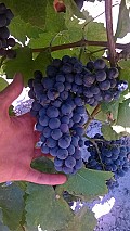 Kékfrankos szőlő előjegyezhető, Hajósi hegyközség, Nemesnádudvar