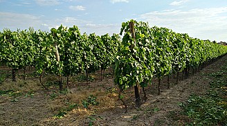 Kékfrankos szőlő előjegyezhető, Hajósi hegyközség, Nemesnádudvar