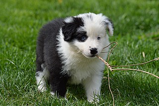 Border collie kiskutya