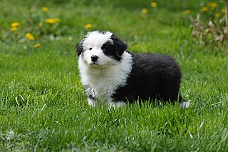 Border collie kiskutya