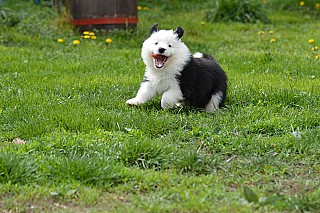 Border collie kiskutya