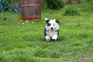 Border collie kiskutya