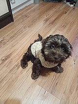 Sürgősen eladó 7hónapos fajtiszta kislány csoki bichon havanese