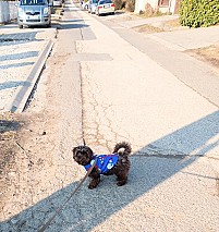 Sürgősen eladó 7hónapos fajtiszta kislány csoki bichon havanese
