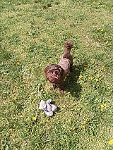 Sürgősen eladó 7hónapos fajtiszta kislány csoki bichon havanese