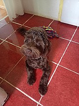 Sürgősen eladó 7hónapos fajtiszta kislány csoki bichon havanese
