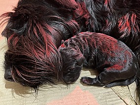 Gyönyörű fekete óriás schnauzer kiskutyák