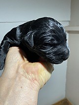 Gyönyörű fekete óriás schnauzer kiskutyák