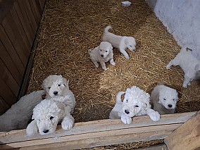 Komondor kan kiskutyák