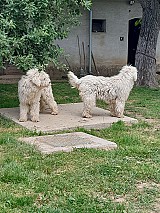 Komondor kan kiskutyák