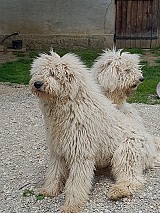 Komondor kan kiskutyák