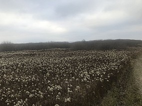 Kis-Balaton mellett 9,7 hektáros külterület eladó