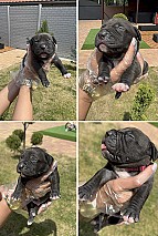 3 hetes american bully xl kiskutyàk foglalhatók