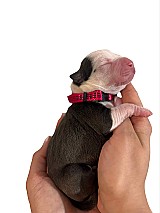 3 hetes american bully xl kiskutyàk foglalhatók