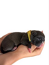 3 hetes american bully xl kiskutyàk foglalhatók