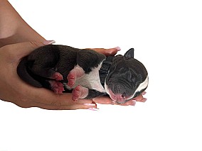 3 hetes american bully xl kiskutyàk foglalhatók