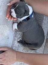 3 hetes american bully xl kiskutyàk foglalhatók