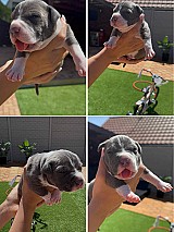 3 hetes american bully xl kiskutyàk foglalhatók