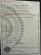 3 hetes american bully xl kiskutyàk foglalhatók