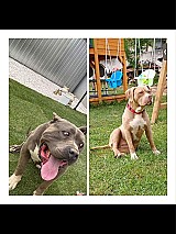 3 hetes american bully xl kiskutyàk foglalhatók