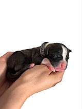 3 hetes american bully xl kiskutyàk foglalhatók