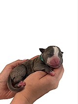 3 hetes american bully xl kiskutyàk foglalhatók