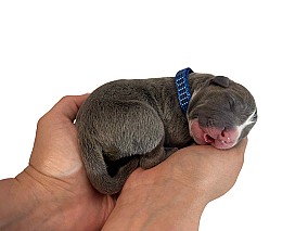 3 hetes american bully xl kiskutyàk foglalhatók