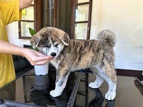 Törzskönyves japán Akita inu kiskutyák