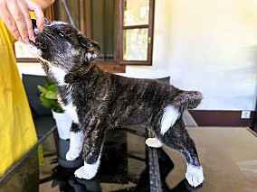 Törzskönyves japán Akita inu kiskutyák