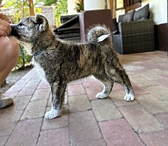 Törzskönyves japán Akita inu kiskutyák