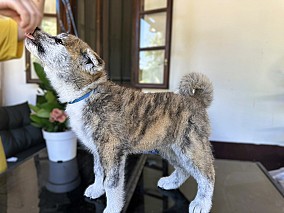 Törzskönyves japán Akita inu kiskutyák