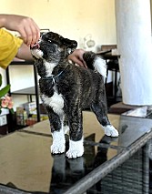 Törzskönyves japán Akita inu kiskutyák