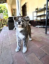 Törzskönyves japán Akita inu kiskutyák