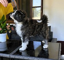 Törzskönyves japán Akita inu kiskutyák