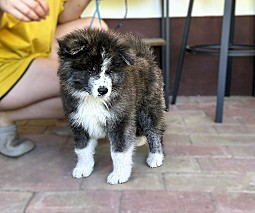 Törzskönyves japán Akita inu kiskutyák
