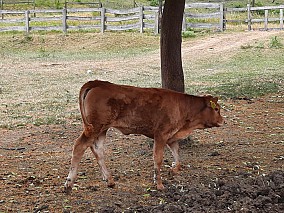 Limousin tenyészüszők eladók