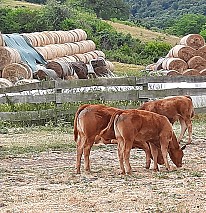 Limousin tenyészüszők eladók