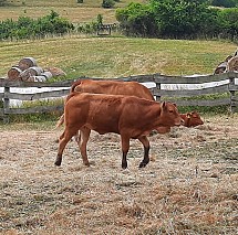 Limousin tenyészüszők eladók