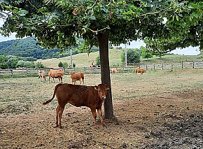 Limousin tenyészüszők eladók