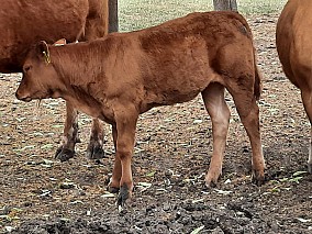 Limousin tenyészüszők eladók