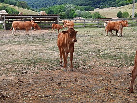 Limousin tenyészüszők eladók