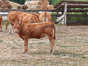 Limousin tenyészüszők eladók