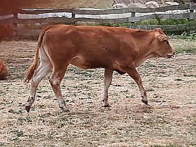 Limousin tenyészüszők eladók