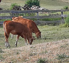 Limousin tenyészüszők eladók