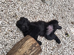 Orosz Fekete Terrier kölykök eladók