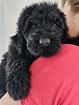 Orosz Fekete Terrier kölykök eladók