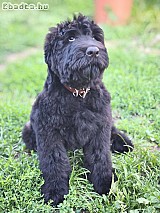 Orosz Fekete Terrier kölykök eladók