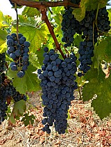 Merlot borszőlő eladó