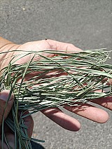 Prémium minőségű, bio minősítésű széna eladó
