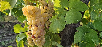 Muscat Ottonel szőlő eladó